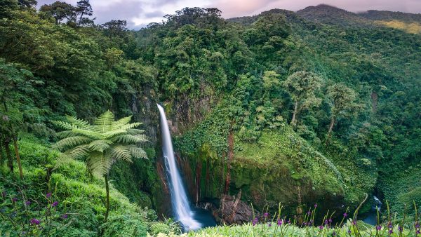 Exploring the Rainforests of Costa Rica