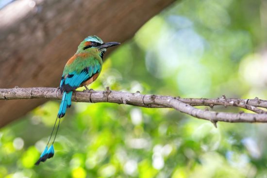 Wildlife Encounters in Nicaragua