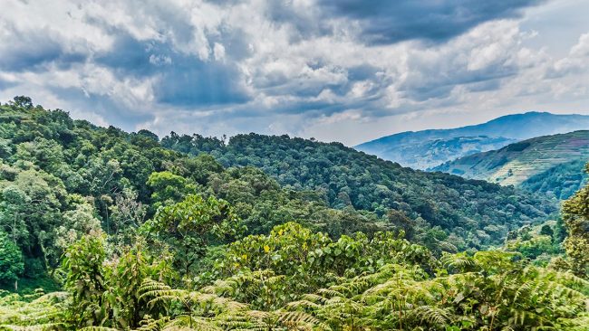 Bwindi Impenetrable Forest, Uganda