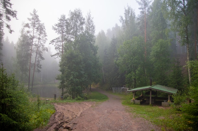 Forest Loop Trail