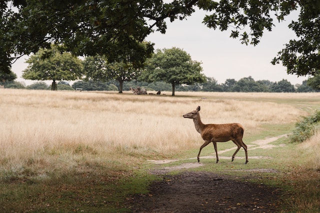 Wildlife Spotting