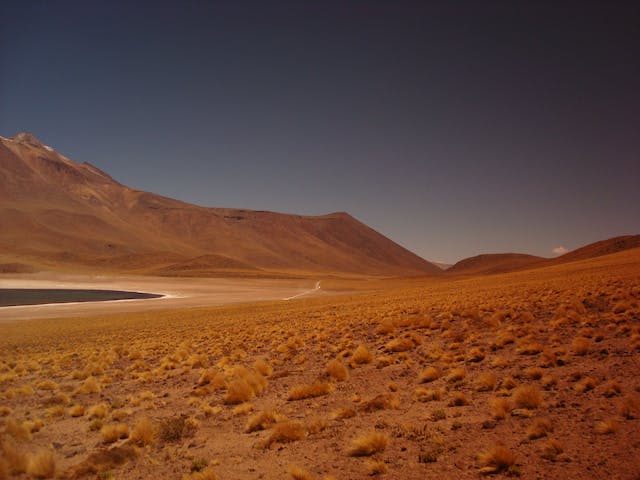 Desert Oasis