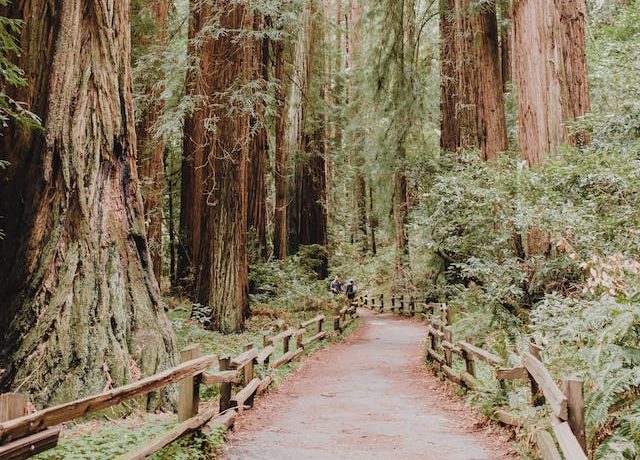 Redwood Forest Escapes