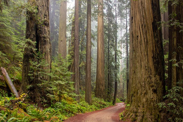 Redwood Forest Getaways