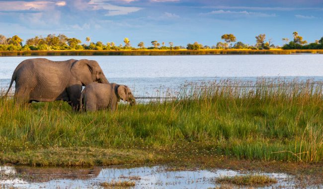 Okavango Delta, Botswana